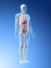Прозора модель тіла, що показує чоловічу анатомію та внутрішні органи, цифрова ілюстрація . — стокове фото