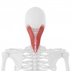 Esqueleto humano con músculo rojo detallado de la capitis del splenius, ilustración digital . - foto de stock