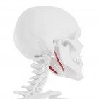 Menschliches Skelettmodell mit detailliertem Stylohyoid-Muskel, Computerillustration. — Stockfoto