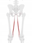 Parte del esqueleto humano con músculo Gracilis rojo detallado, ilustración digital
. - foto de stock