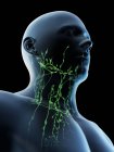 Système lymphatique masculin du cou, illustration numérique . — Photo de stock