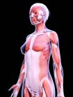 Реалістична структура жіночої мускулатури, комп'ютерна ілюстрація. — стокове фото