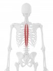 Esqueleto humano con músculo espinal torácico de color rojo, ilustración digital . - foto de stock