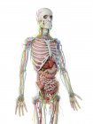Anatomia della parte superiore del corpo maschile e organi interni, illustrazione al computer . — Foto stock