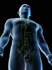 Лімфатична система чоловічого верхнього тіла, комп'ютерна ілюстрація . — стокове фото