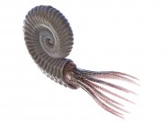 Ancient ammonite animal on white background, computer illustration. — Stock Photo