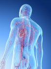 Кровеносные сосуды верхней части тела человека, цифровая иллюстрация . — стоковое фото