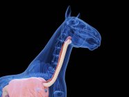Anatomía del caballo de la parte superior del cuerpo, ilustración por ordenador . - foto de stock
