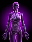 Cuerpo femenino con glándula tiroides visible, ilustración por computadora . - foto de stock