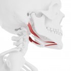 Людський череп з докладною червоною Дігастріческой мускулатури, цифрова ілюстрація. — стокове фото