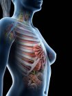 Жіноча анатомія верхнього тіла та внутрішні органи, комп'ютерна ілюстрація.. — стокове фото