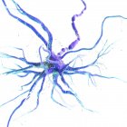 Violett gefärbte Nervenzelle auf weißem Hintergrund, digitale Illustration. — Stockfoto