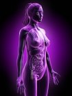 Female body silhouette showing full anatomy, digital illustration. — Stock Photo