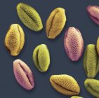 Farbige Rasterelektronenmikroskopie von Pollenkörnern aus der Seerosenblume Nymphaeaceae. — Stockfoto