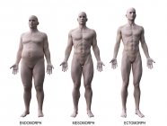 Masculino diferentes tipos de cuerpo, ilustración por ordenador . - foto de stock