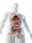 Анатомія верхнього тіла чоловіків та внутрішні органи в режимі низького кута зору, комп'ютерна ілюстрація . — стокове фото