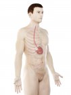 Anatomie des Magens im abstrakten männlichen Körper, Computerillustration. — Stockfoto