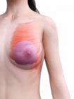 Anatomie von Brustimplantaten im weiblichen Körper 3D-Modell, digitale Illustration. — Stockfoto
