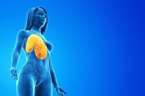 Modelo anatômico feminino com pulmões amarelos coloridos e visíveis, ilustração computacional . — Fotografia de Stock