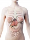 Anatomia da parte superior do corpo feminino e órgãos internos, ilustração computacional . — Fotografia de Stock