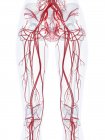 Структура судинної системи ніг, комп'ютерна ілюстрація . — стокове фото