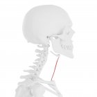 Modelo de esqueleto humano con músculo esternohioideo detallado, ilustración por computadora . - foto de stock