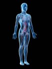 Anatomía femenina que muestra sistema vascular, ilustración digital . - foto de stock