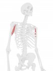 Menschliches Skelett mit detailliertem roten Coracobrachialis-Muskel, digitale Illustration. — Stockfoto