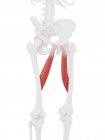 Parte del esqueleto humano con músculo rojo aductor largo detallado, ilustración digital
. - foto de stock