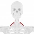 Скелет человека с красным цветом спинной мышцы, цифровая иллюстрация . — стоковое фото