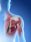 Anatomia della spalla maschile e sistema muscolare, illustrazione digitale
. — Foto stock