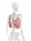 Menschliches Skelett mit rot gefärbtem äußeren Interkostalmuskel, digitale Illustration. — Stockfoto