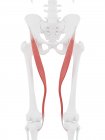Scheletro umano con muscolo Sartorius di colore rosso, illustrazione digitale
. — Foto stock