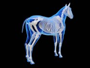 Horse skeleton in transparent silhouette on black background, computer illustration. — Stock Photo