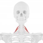 Human skeleton with red colored Scalene anterior muscle, digital illustration. — Stock Photo