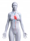 Coeur visible dans la silhouette du corps féminin, illustration par ordinateur . — Photo de stock