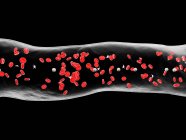 Абстрактные кровеносные сосуды с белыми и красными клетками крови, цифровая иллюстрация
. — стоковое фото