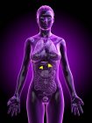 Corpo feminino com glândulas supra-renais visíveis, ilustração digital . — Fotografia de Stock