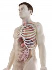 Реалистичная модель человеческого тела с мужской анатомией с внутренними органами за ребрами, цифровая иллюстрация
. — стоковое фото