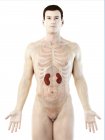 Чоловіча анатомія з видимими кольоровими нирками, комп 