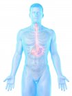 Anatomie des Magens im abstrakten männlichen Körper, Computerillustration. — Stockfoto