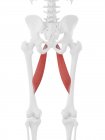 Parte scheletro umano con dettagliato muscolo rosso Adductor longus, illustrazione digitale
. — Foto stock