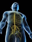 Нервы верхней части мужского тела, компьютерная иллюстрация . — стоковое фото
