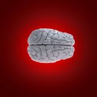 Modelo de cérebro humano branco em fundo vermelho, ilustração digital . — Fotografia de Stock