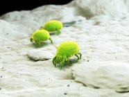 Ilustración digital a color de ácaros parásitos del polvo . - foto de stock
