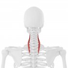 Esqueleto humano con color rojo Longissimus cervicis músculo, ilustración digital . - foto de stock