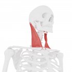 Людський скелет з деталізованим червоним стерноклідомідним м'язами, цифрова ілюстрація . — стокове фото