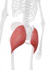 Esqueleto humano con detallado músculo rojo Gluteus maximus, ilustración digital . - foto de stock