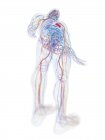 Модель людського тіла, що показує чоловічу анатомію та кровоносні судини, цифрова ілюстрація . — стокове фото