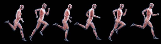 Runner silhouette showing anatomy of muscles, computer illustration. — Stock Photo